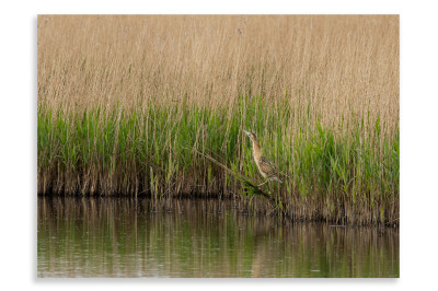 Bittern